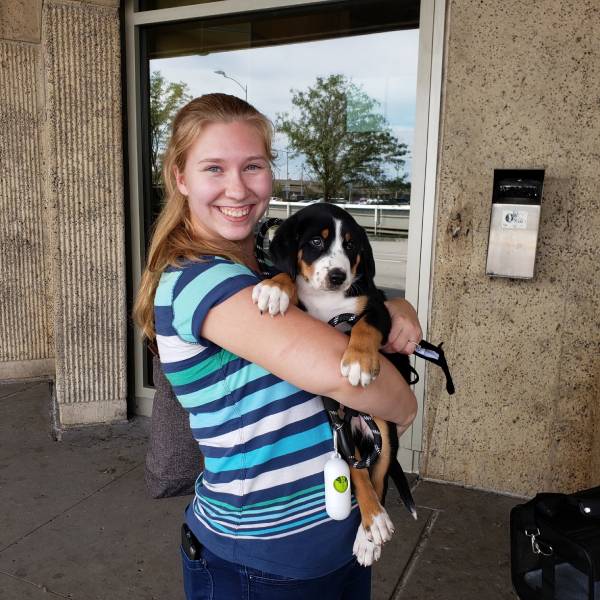Moondog Swissies Puppy