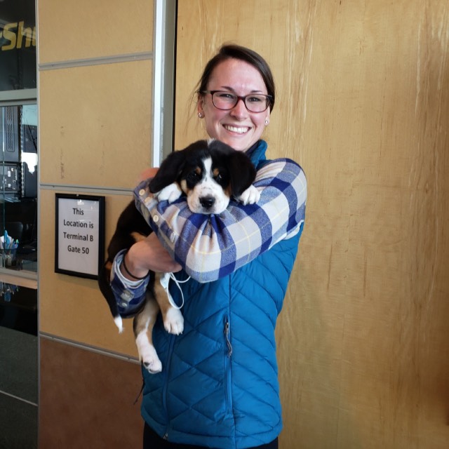 Moondog Swissies Puppy