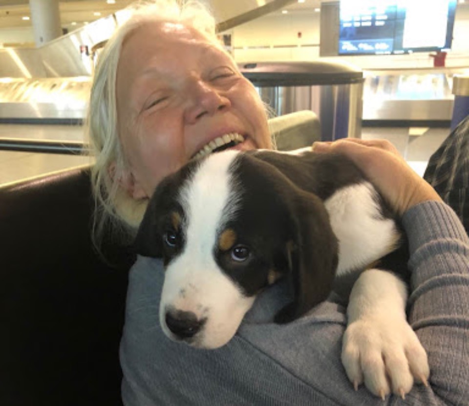 Moondog Swissies Puppy