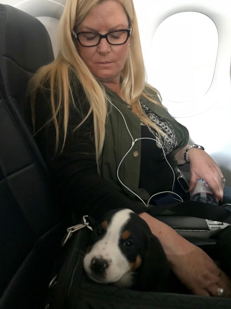 Moondog Swissies Puppy